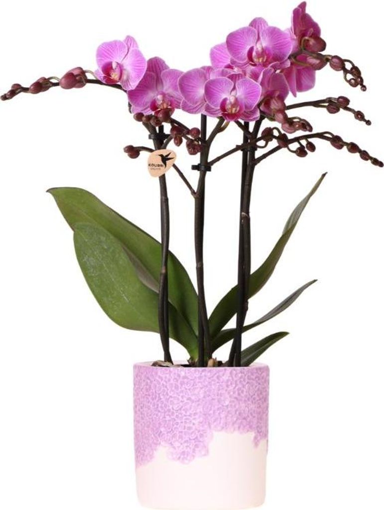Kolibri Orchids | Violette Vienna Orchidee + Bloom Übertopf violett – Topfgröße Ø9cm | blühende Zimmerpflanze – frisch vom Züchter