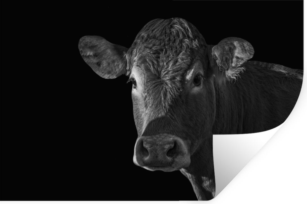 MuchoWow Wandtattoo Wandsticker Wandaufkleber Kuh - Tiere - Schwarz - Weiß - Porträt 90x60 cm Selbstklebend und Repositionierbar - Aufkleber