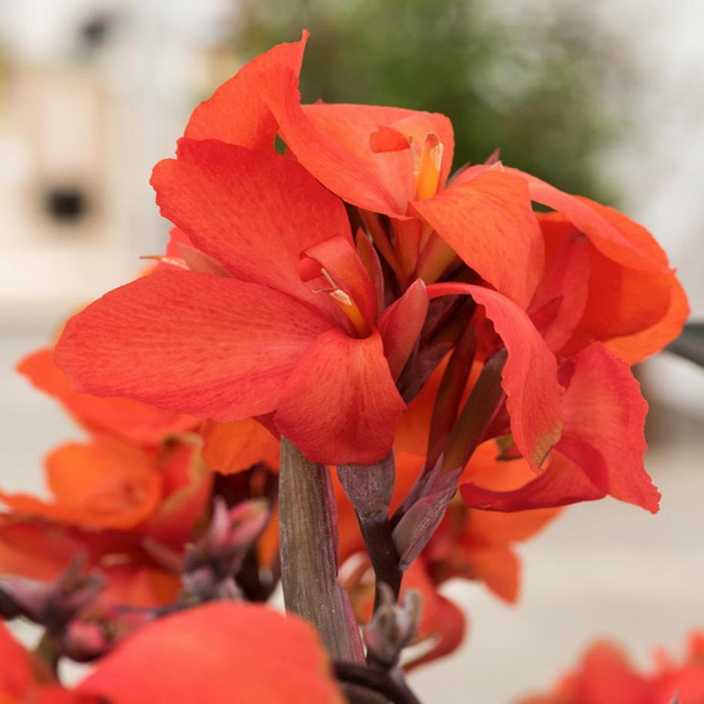 Canna Kanna Blüten Knolle Töpfe Garten Canna Blumenrohr Picador 1 St.