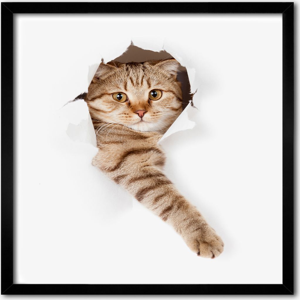 Bild - 50 cm x 50 cm - MDF - Rahmen, Wandkunst - Katze