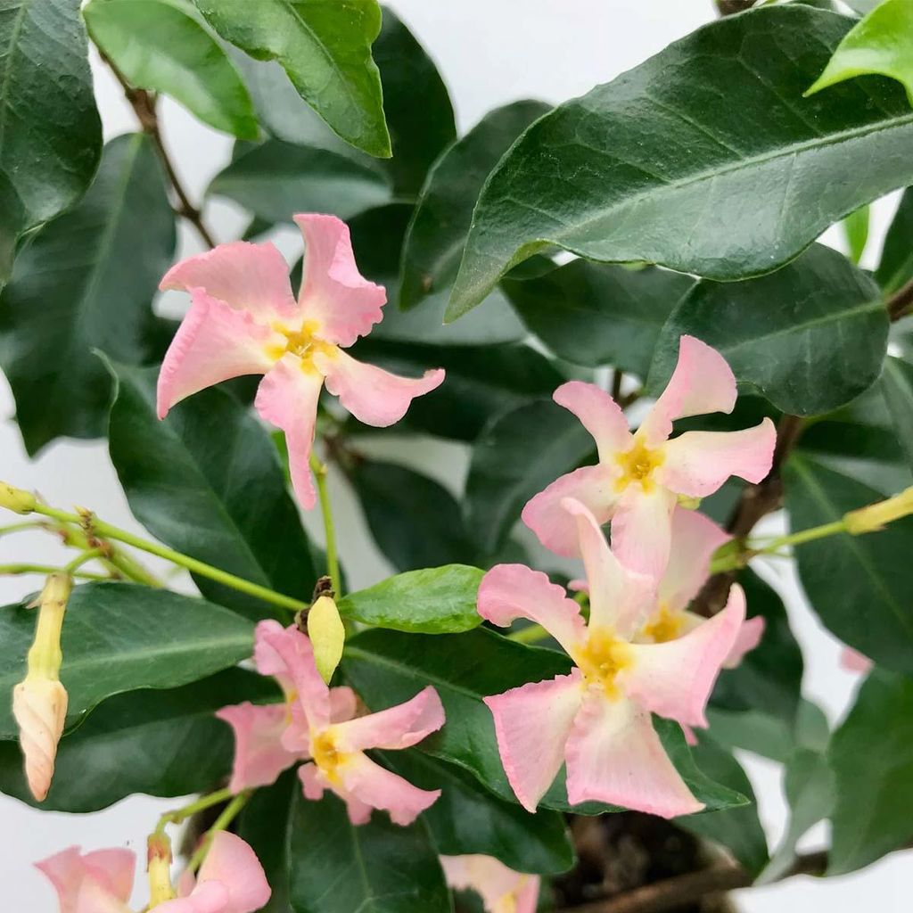 Trachelospermum Jasminoides - Toskanischer Jasmin - Rosa - Produktbild 
