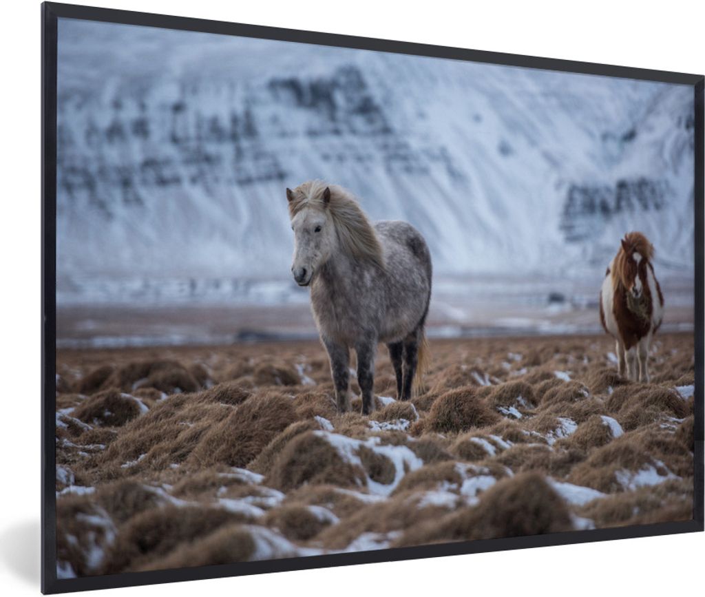 MuchoWow Gerahmtes Poster Island - Pferde - Schnee 60x40 cm - Poster mit Schwarzem Bilderrahmen Wandposter Rahmen Foto Bilder - Printing - Wandde...