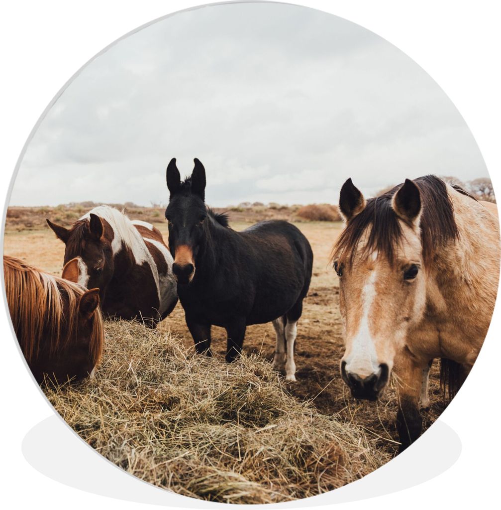 MuchoWow Rundes Wandbild - Runde Bilder Tiere - Pferd Ø 90 cm Kreis Wanddekoration Kunststoff - Wandkreis - Wandschmuck - Wand-Kreis - Wohnzimme...