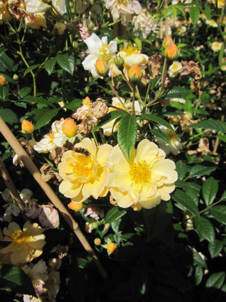 Rosa Sunny Siluetta - Ramblerrose Sunny Siluetta - Kordes Rose