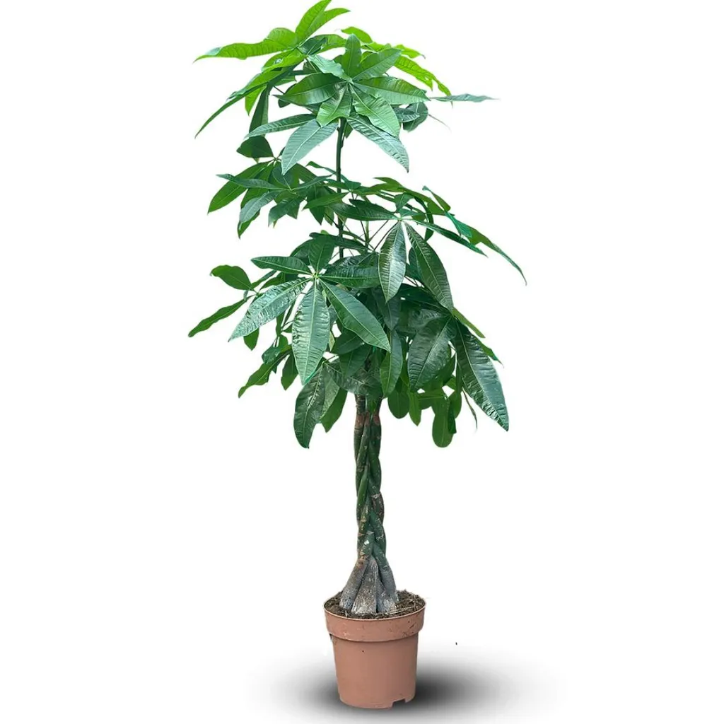 Plante d'intérieur Pachira aquatica XXL - Arbre de Chance Tronc Tressé
