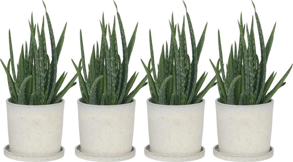 Aloe Vera - 4 Stk - Aloe barbadensis - Hhe 25-40cm - 11cm