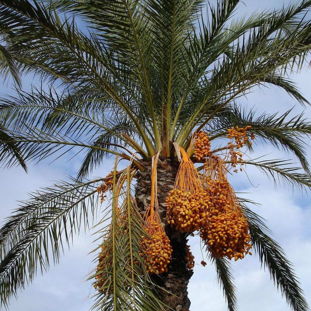 Dattelpalme (Phoenix dactylifera) - 10 Samen