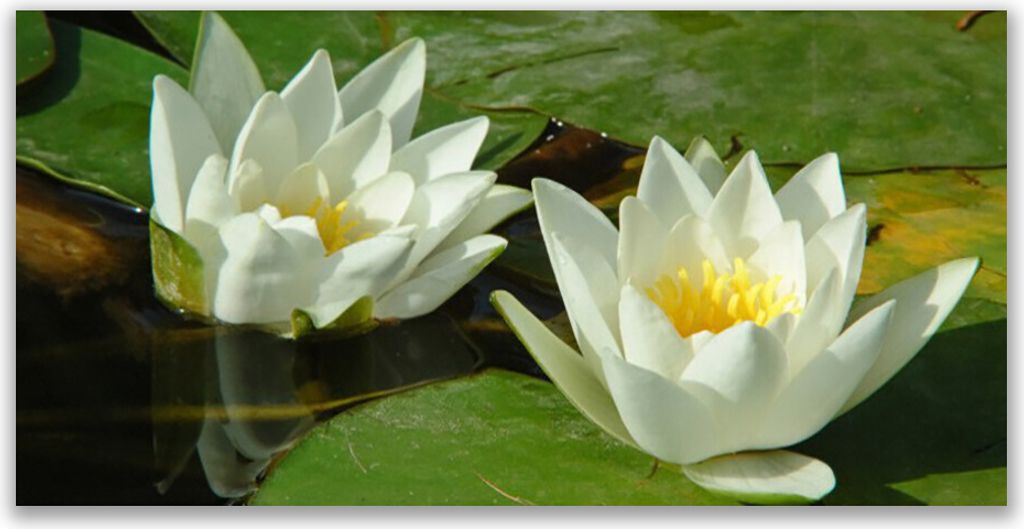 Glasbilder 120x60 Wandbild Druck auf Glas Blumen Pflanzen