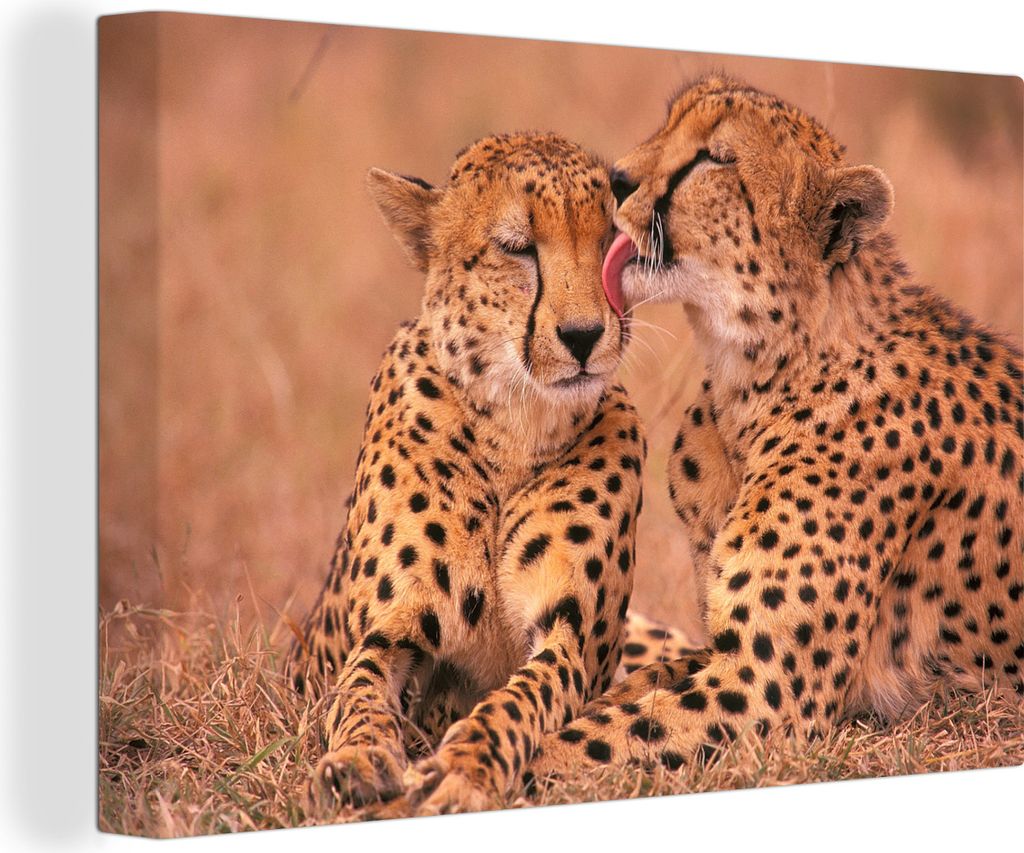 OneMillionCanvasses - Leinwandbilder - 150x100 cm, Baby-Geparden, Wandbilder Kunstdruck Wanddekoration