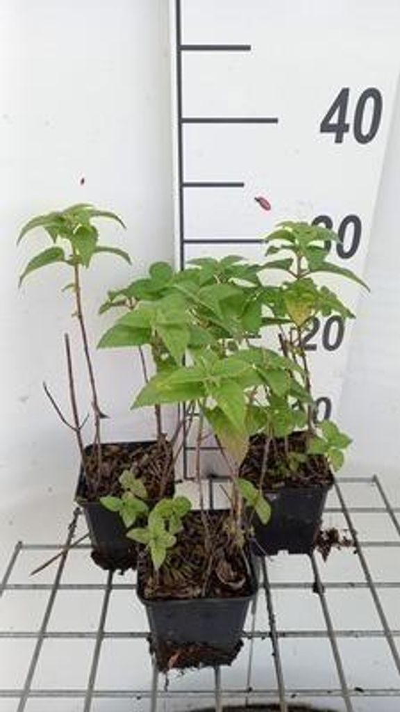 6 x Monarda hybr. 'Fishes' - Indianernessel - Topf 9 x 9 cm