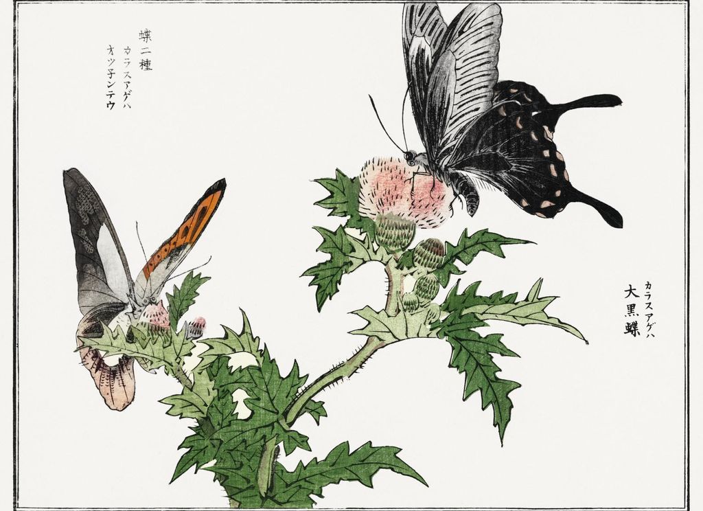 Plakat 55x40cm Schmetterlinge und Blumen Illustration Morimoto Toko Japanisch Vintage