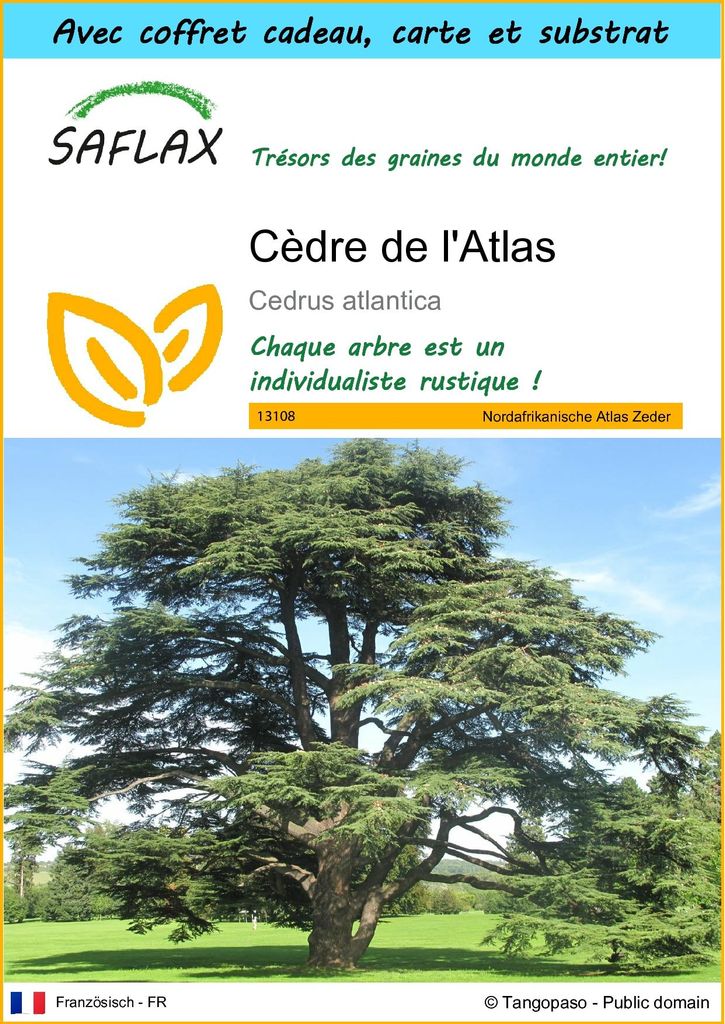 SAFLAX Ensemble-cadeau - Cèdre de l'Atlas - 20 graines - Image du produit 