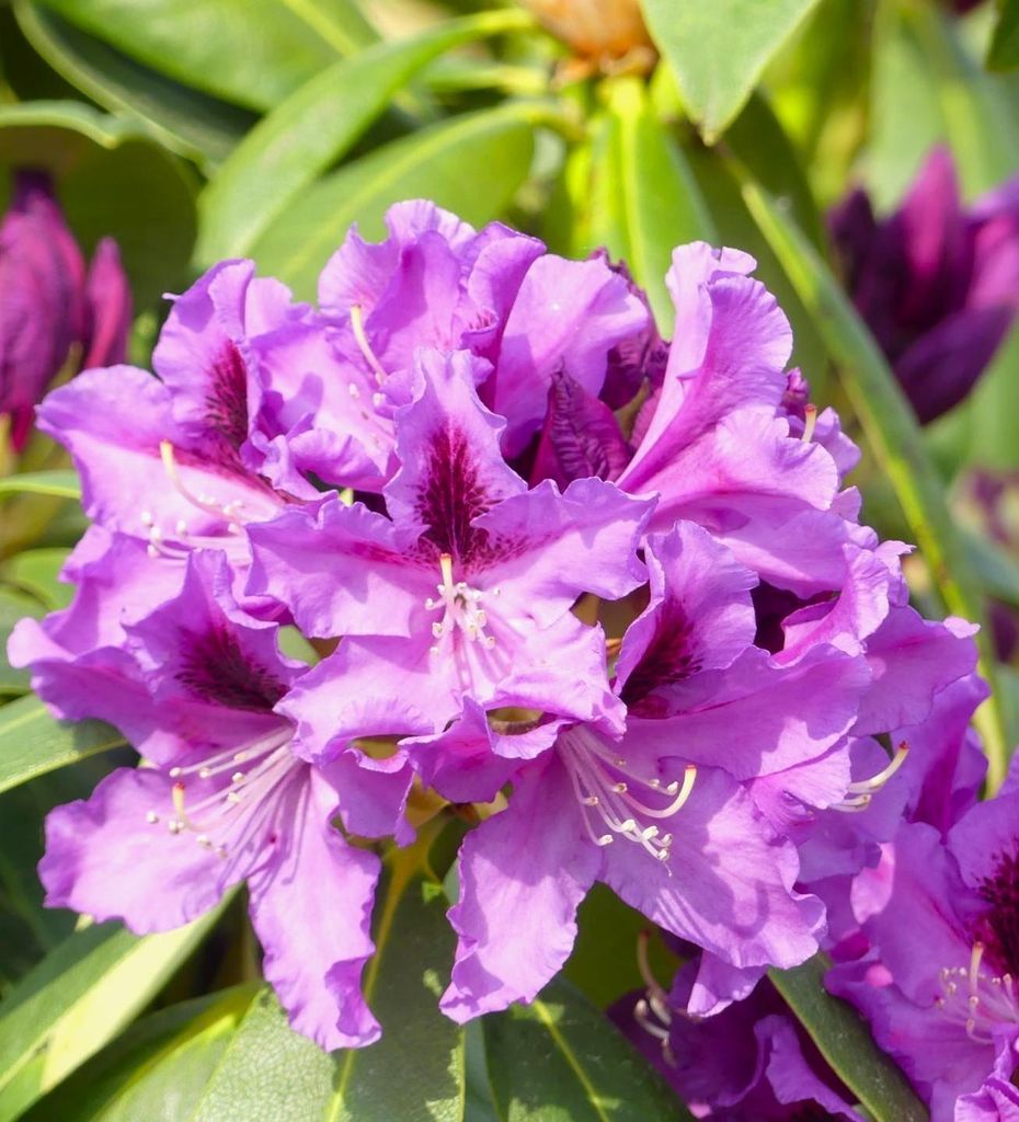 INKARHO großblumige Alpenrose Rhododendron Hybride Rasputin 40 - 50 cm