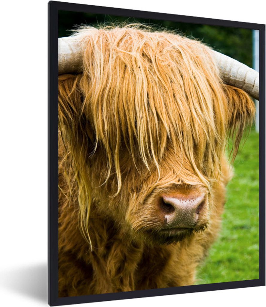 MuchoWow Gerahmtes Poster Schottischer Highlander - Kuhfell - Porträt 60x80 cm - Poster mit Schwarzem Bilderrahmen Wandposter Rahmen Foto Bilder...