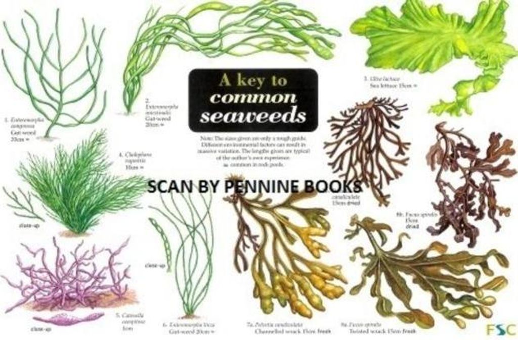 A Key to Common Seaweeds