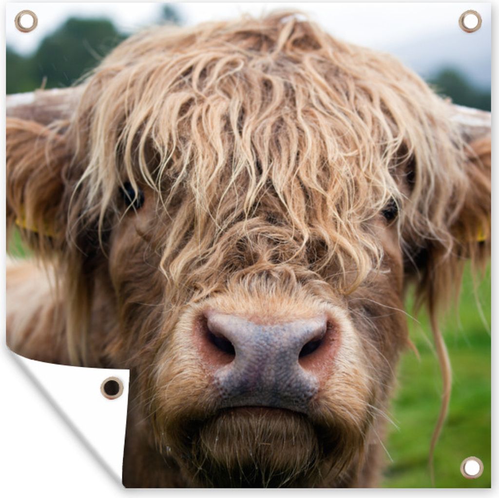 MuchoWow 50x50 cm Outdoor-Poster Gartendeko Sichtschutz Garten Poster für den Garten Schottische Highlander-Kuh - Landschaft - Nahaufnahme