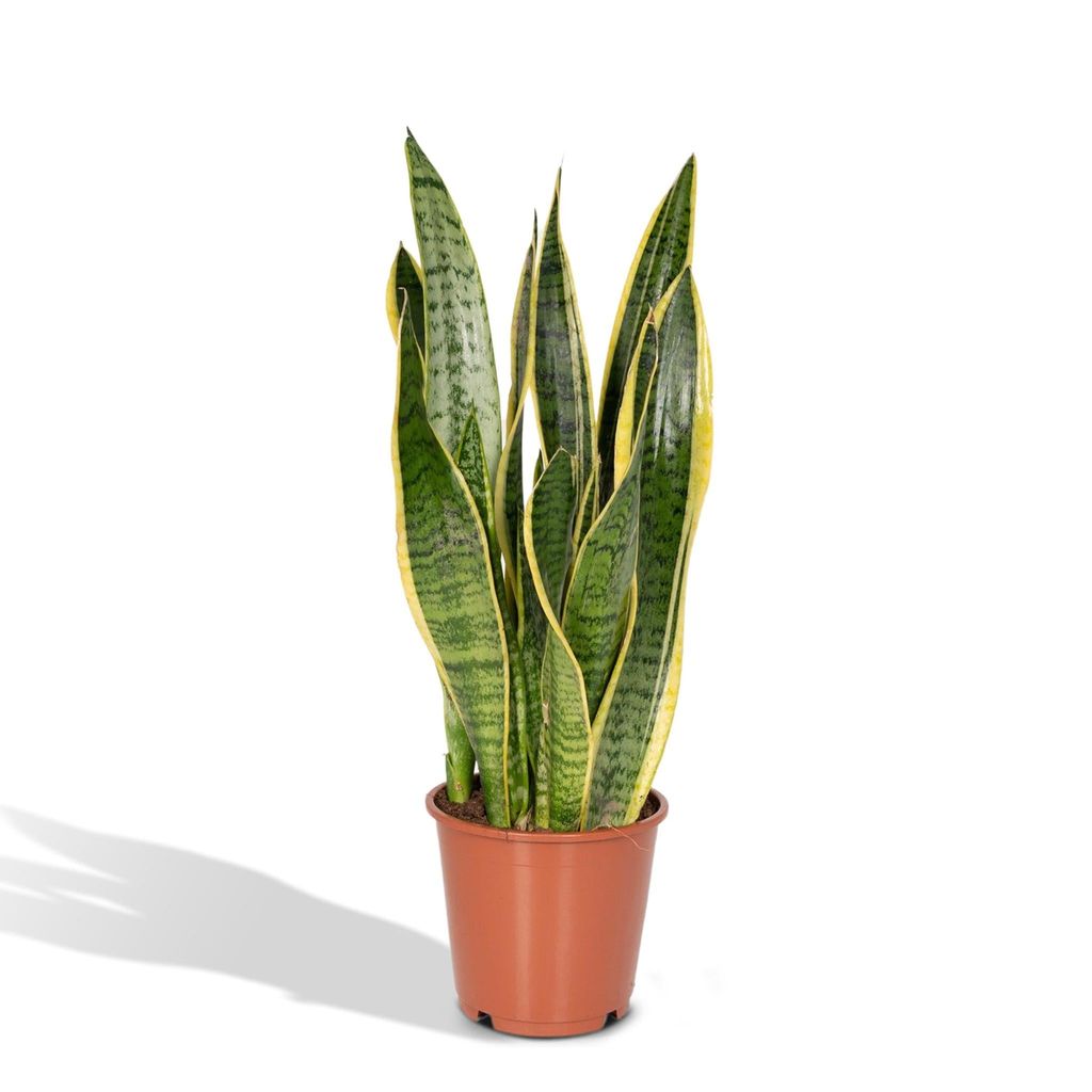 Meergroothandel Sansevieria Laurentii (Frauenzunge) - 40 cm, Ø14 cm