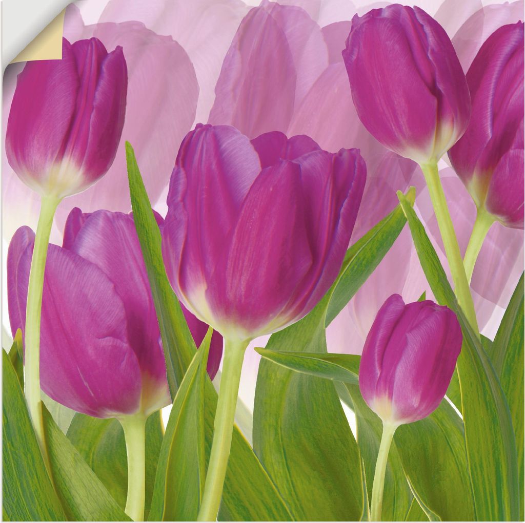 ARTland Wandbild, selbstklebend Tulpenfeld lila Größe: 100x100 cm