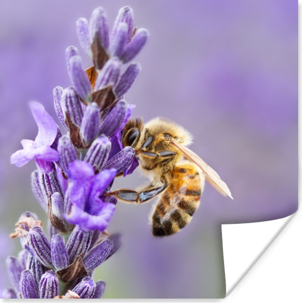 MuchoWow Poster Biene auf Lavendel 50x50 cm - Wohnzimmerdekoration