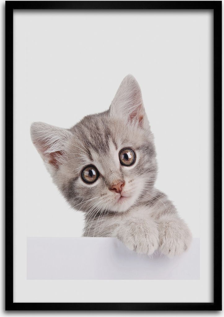 Bild - Bilderrahmen - 50 cm x 70 cm - MDF - Rahmen - Wandkunst Graue Katze