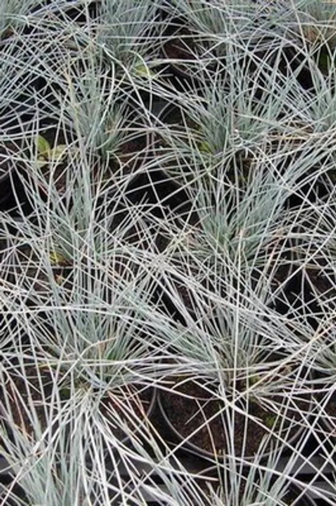 Fétuque bleue Uchte au feuillage persistant - 6 plants robustes