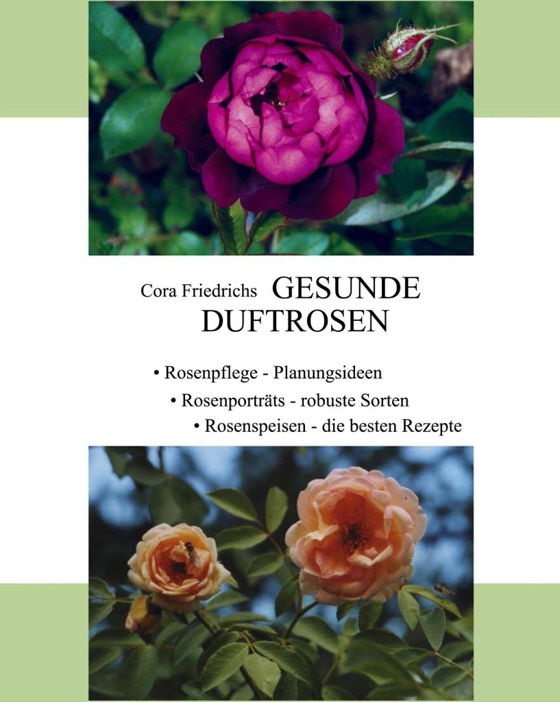 Gesunde Duftrosen