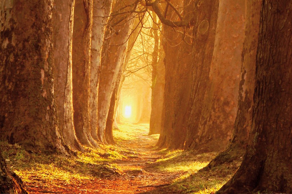 Wälder Kunstdruck Bild - Magisches Licht, Waldweg Im Herbst (120 x 180 cm)