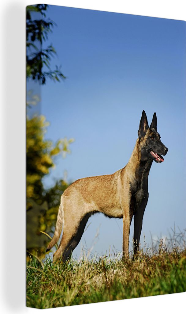 OneMillionCanvasses - Leinwandbilder - 90x140 cm, Blauer Himmel über dem Malinois-Schäferhund, Wandbilder Kunstdruck Wanddekoration - Foto auf ...