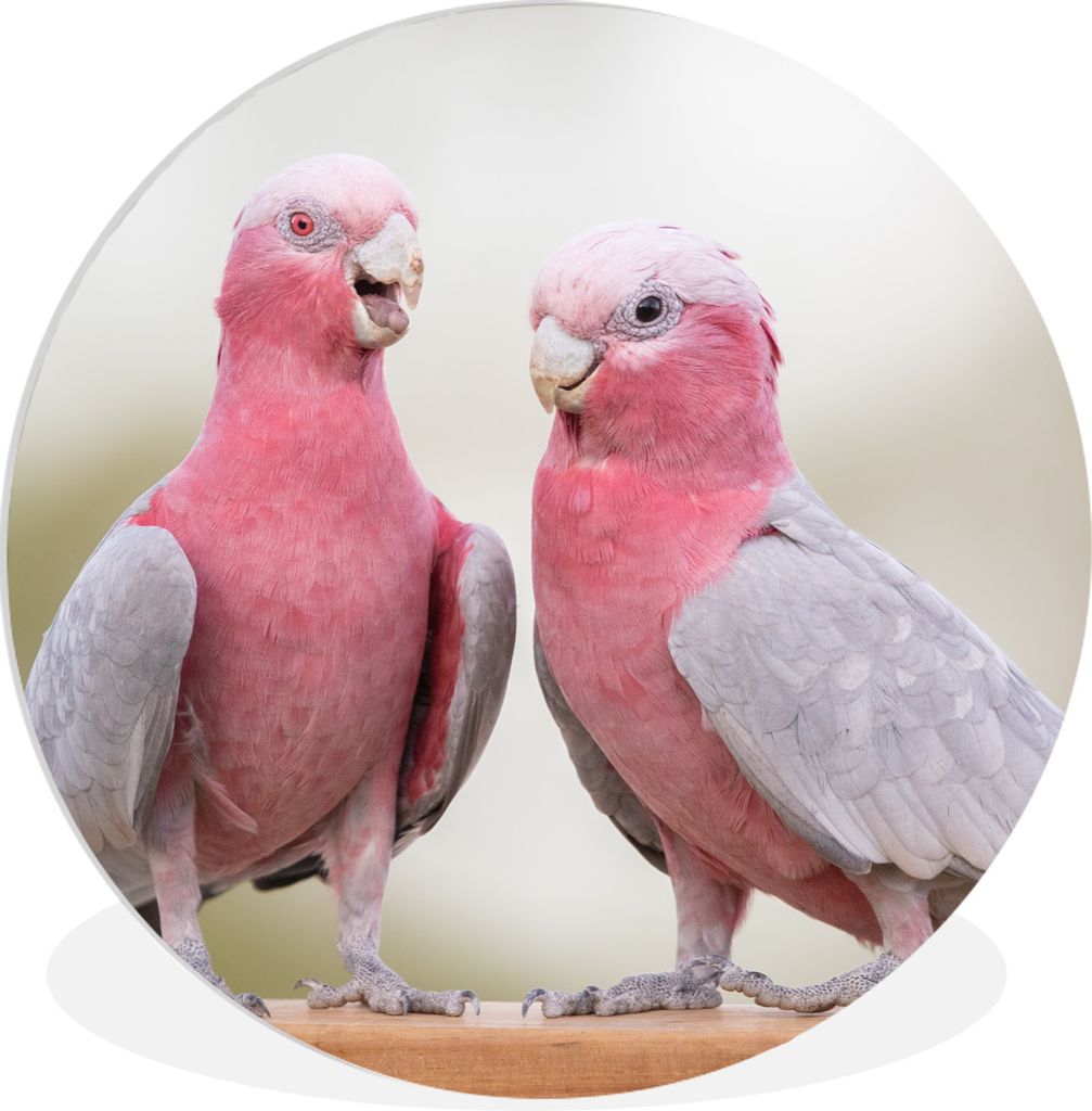 MuchoWow Rundes Wandbild - Runde Bilder Zwei rosa Kakadus im Gespräch Ø 60 cm Kreis Wanddekoration Kunststoff - Wandkreis - Wandschmuck - Wand ...