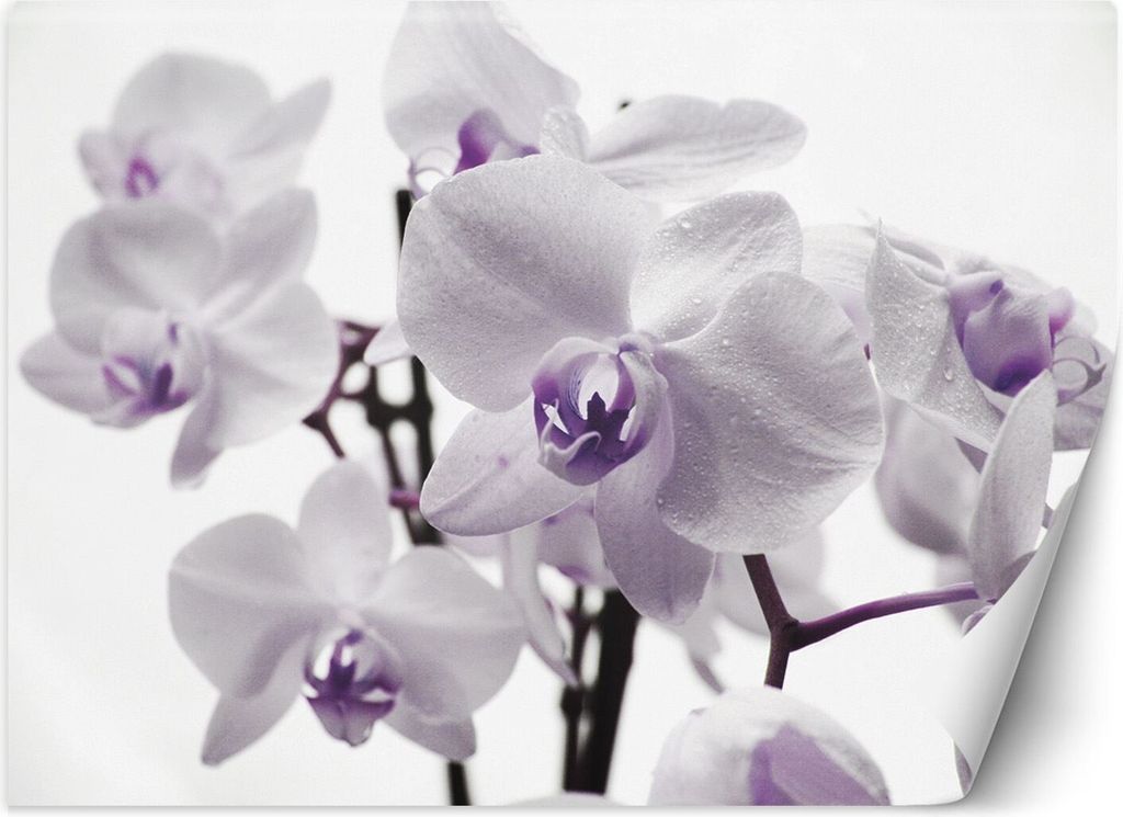 Vlies fototapete Blühende Orchidee 300x210 cm Feeby Lila inkl. Kleber einfache Montage