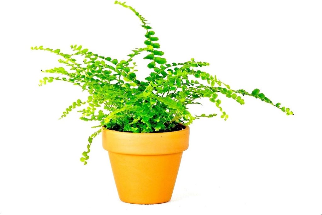 Gardners Nephrolepis, průměr 6 cm Obrázek produktu 