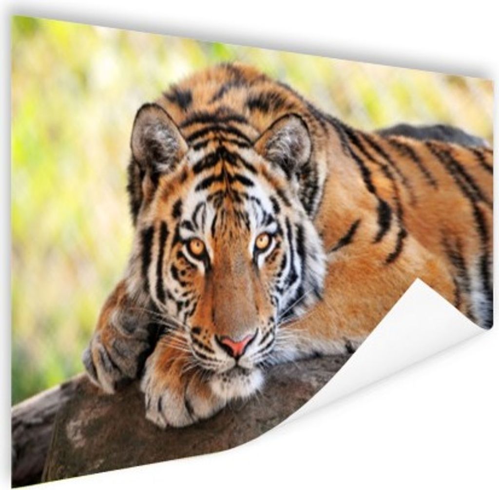 MuchoWow Poster Tiger - Welpe - Rüssel 60x40 cm - Schlafzimmerdekoration