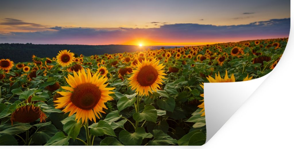 MuchoWow Wandtattoo Wandsticker Wandaufkleber Blumen - Nacht - Sonnenuntergang - Sonnenblume - Horizont 80x40 cm Selbstklebend und Repositionierb...