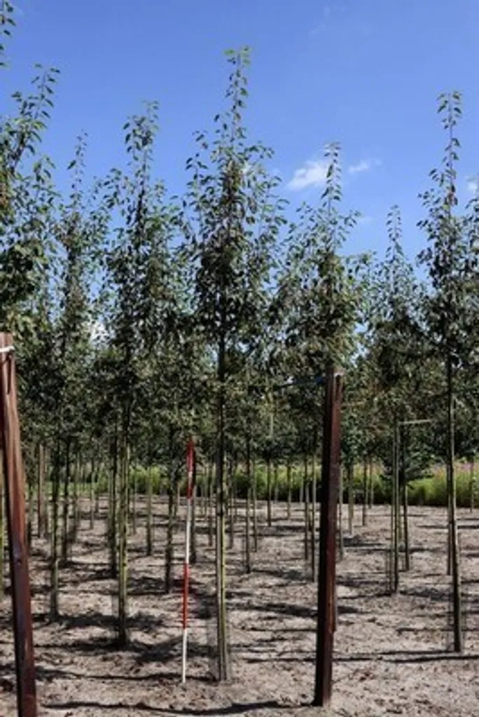 Arbre Amélanchier Robin Hill 60-80 cm pour Haie Vive et Jardin Urbain