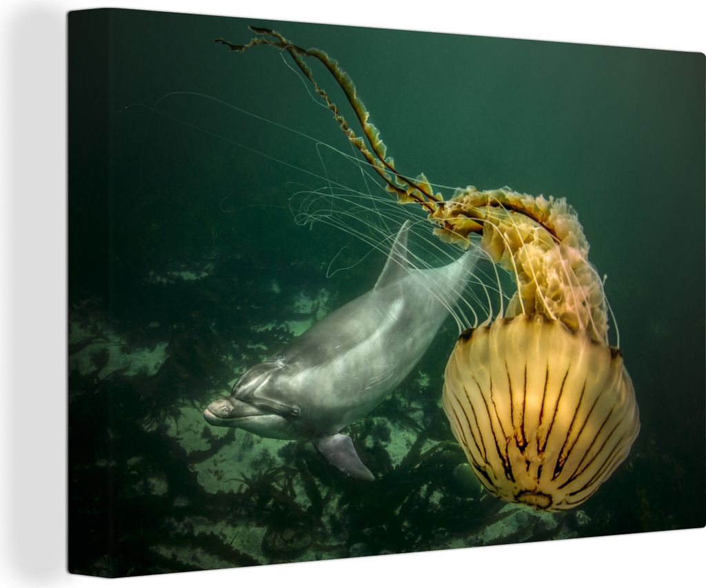 OneMillionCanvasses - Leinwandbilder - 140x90 cm, Delphin - Qualle - Meer, Wandbilder Kunstdruck Wanddekoration