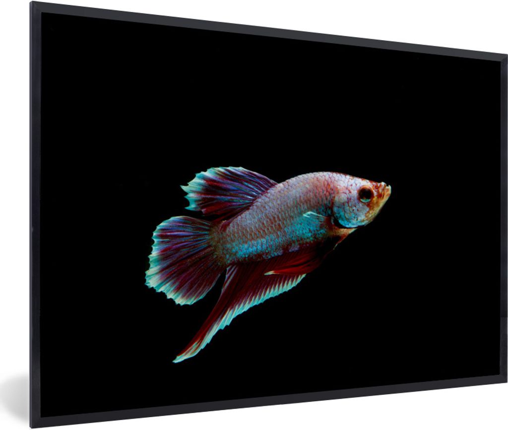 MuchoWow Gerahmtes Poster Fische - Tiere - Licht 90x60 cm - Poster mit Schwarzem Bilderrahmen Wandposter Rahmen Foto Bilder - Fotorahmen - Foto-P...