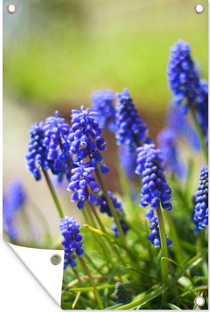 MuchoWow 80x120 cm Outdoor-Poster Gartendeko Sichtschutz Garten Poster für den Garten Nahaufnahme von Muscari-Blüten