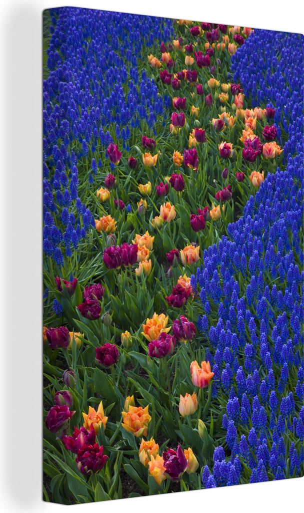 OneMillionCanvasses - Leinwandbilder - 90x140 cm, Tulpen zwischen Traubenhyazinthen auf dem Keukenhof in den Niederlanden, Wandbilder Kunstdruck ...