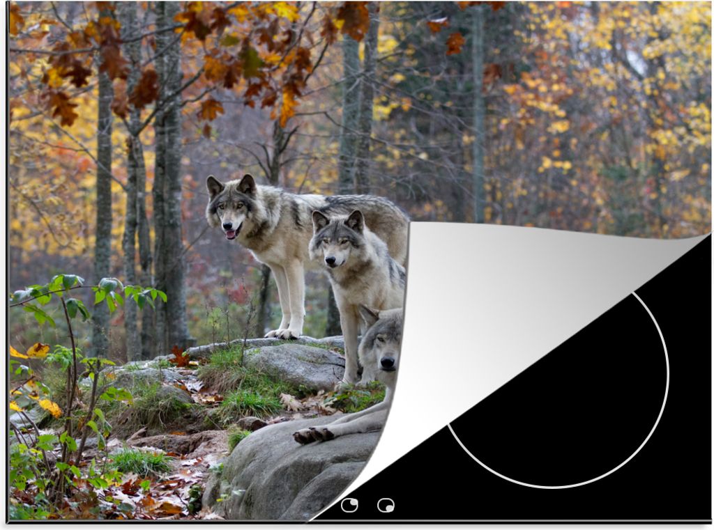 KitchenYeah Herdabdeckplatte Wölfe - Fels - Wald , 57x51cm, Küche Deko, Glaskeramikkochfeld Herdabdeckung, Abdeckplatte fùr Kochfeld