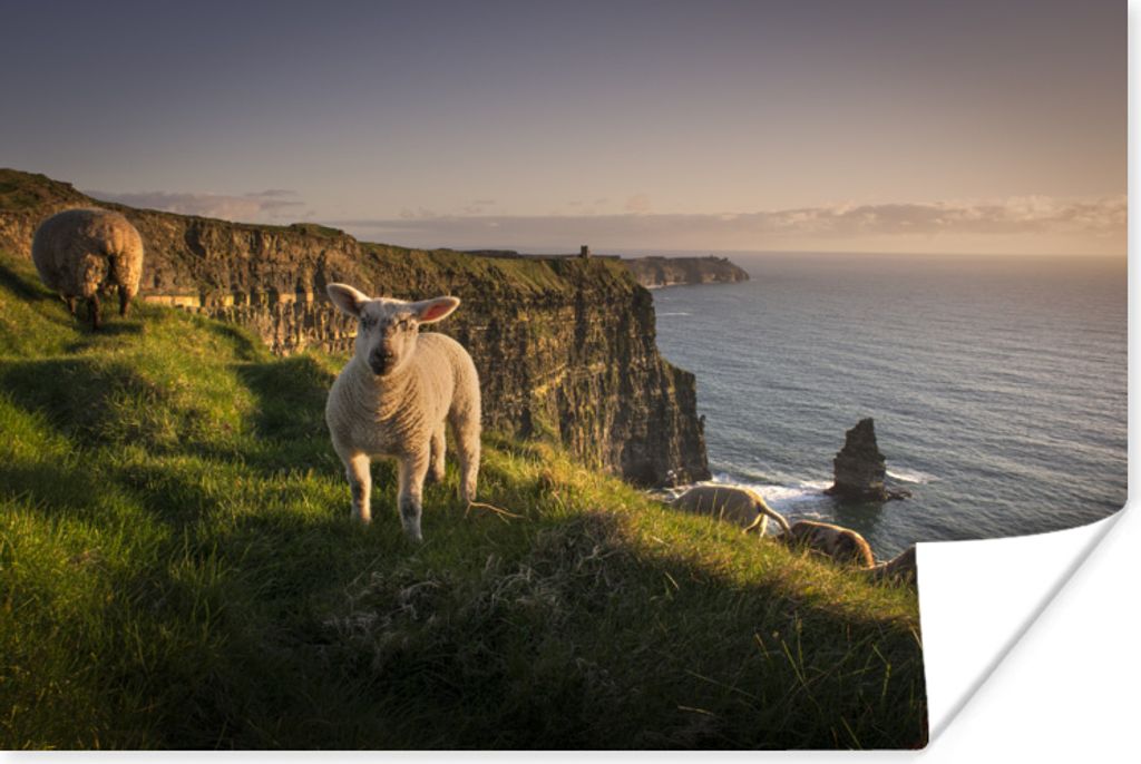 MuchoWow Poster Schafe auf den Cliffs of Moher 60x40 cm - Schlafzimmerdekoration