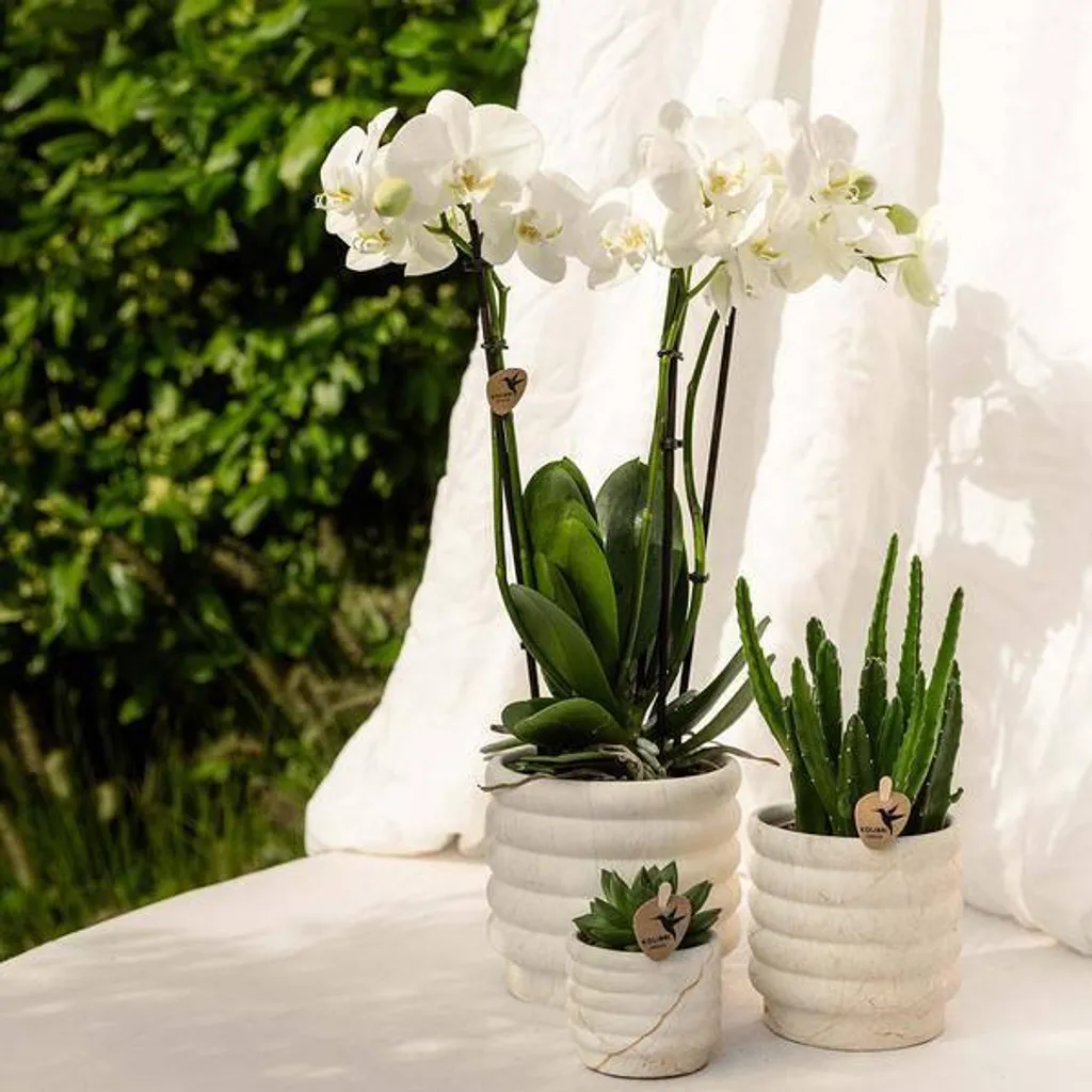 Petit pot de fleurs en céramique design marbre clair pour orchidées - 5