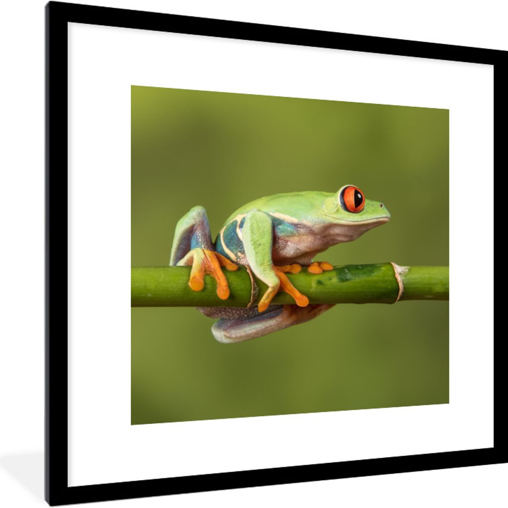 MuchoWow Gerahmtes Poster Rotäugiger Quecksilberfrosch auf Bambus 40x40 cm - Poster mit Schwarzem Bilderrahmen Wandposter Rahmen Foto Bilder - P...