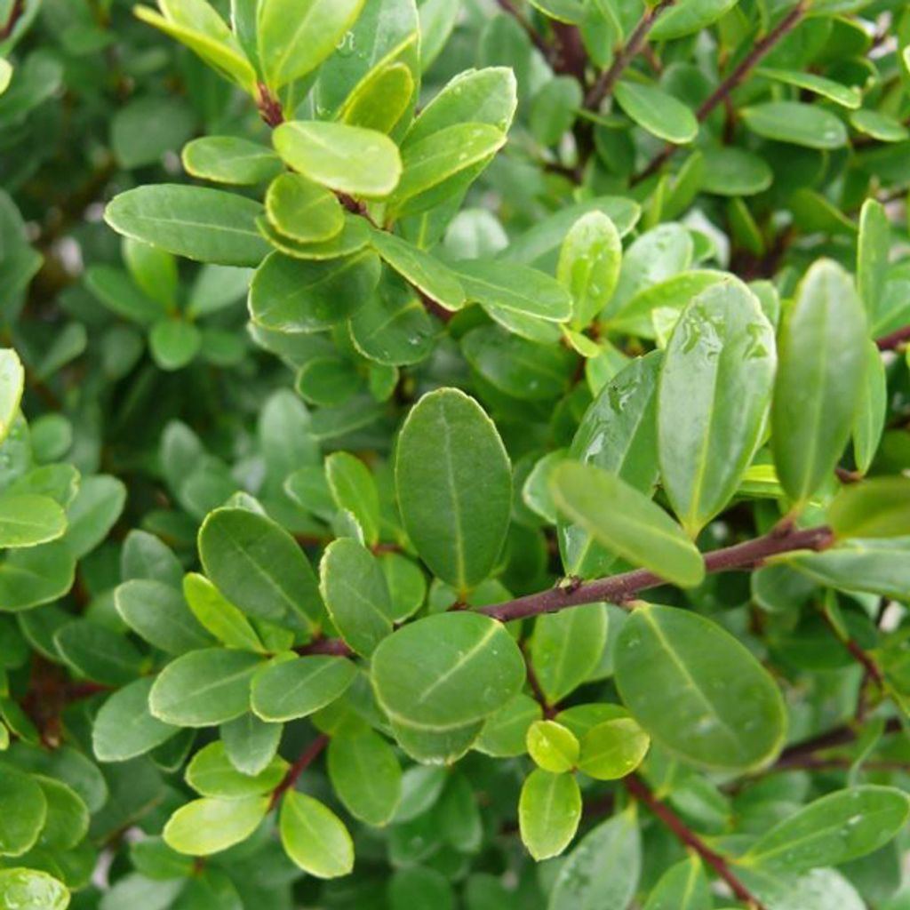 Lžičkový drieň - Ilex Crenata 'Dark Green' - 40-60 cm Obrázok produktu 1