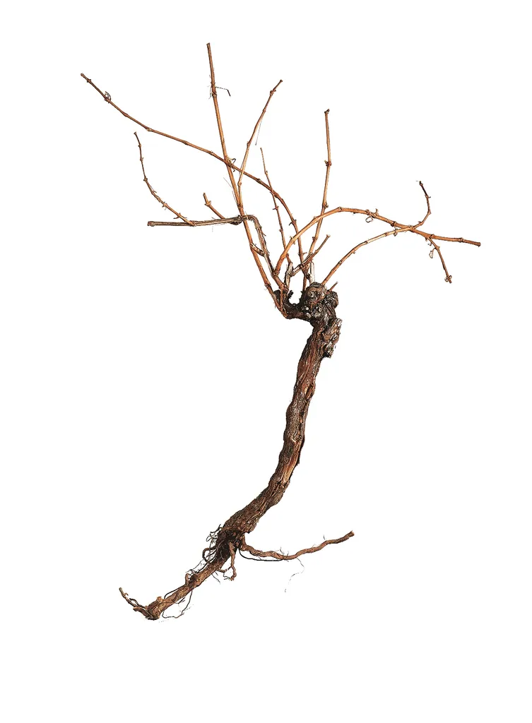 EUROPALMS Rebstock 150cm (83313004) - Cep de vigne artificiel réaliste