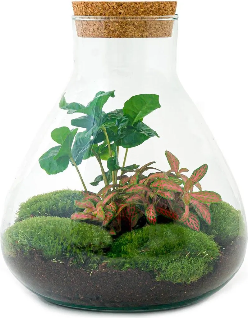 Terrarium Coffea Arabica Kit DIY 26 cm pour bureau et déco intérieure