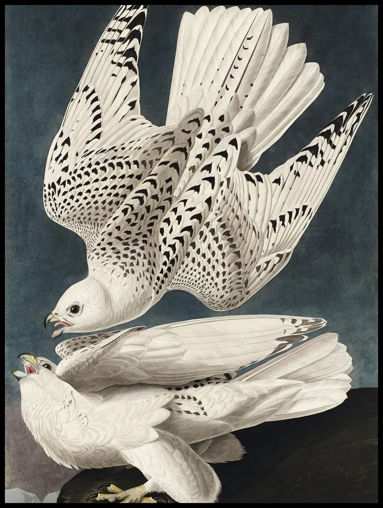 Poster 75x100 Geo Falcon J.J. Audubon Vintage Soggiorno - Arredo Classico