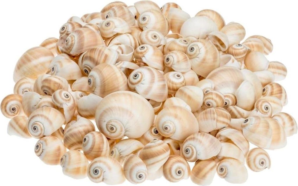 Schnecke Mattukan 1 kg, 2–5 cm, ca. 150 Stück, Natica Produktbild 