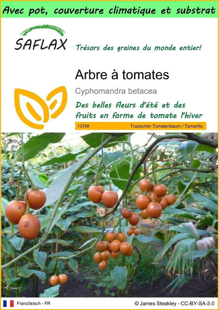 SAFLAX Garden to go - Arbre à tomates - 50 graines - Image du produit 