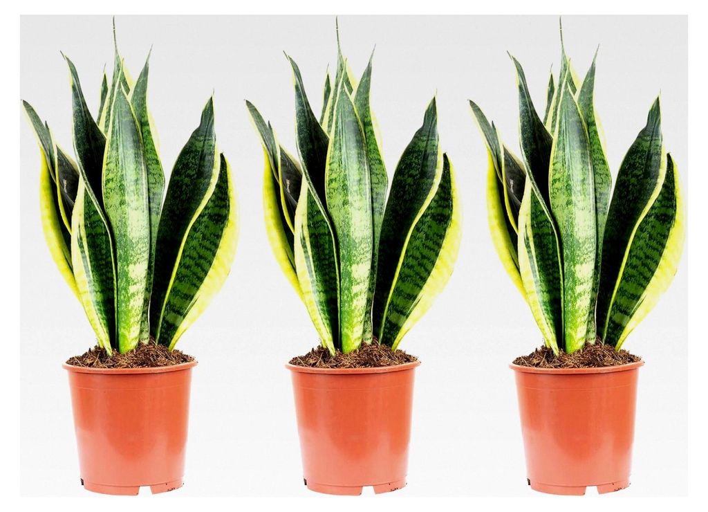 3er-Set Bogenhanf - echte Zimmerpflanze, Sansevieria trifasciata Laurentii - Höhe ca. 45 cm, Topf-Ø 14 cm
