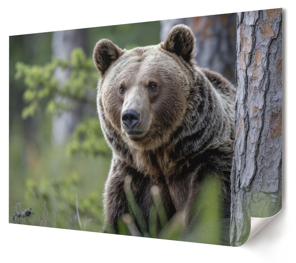 Bär im Wald - Kunstdruck A4 - Fotografie- Wandbild für Wohnzimmer Schlafzimmer & Flur, Modernes Poster Wanddeko, Ungerahmt